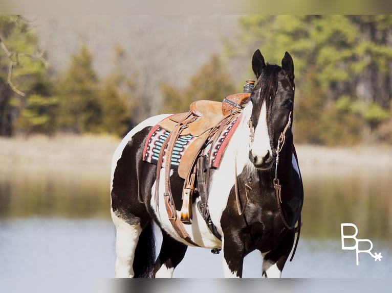 American Quarter Horse Castrone 6 Anni Tobiano-tutti i colori in Mountain Grove MO