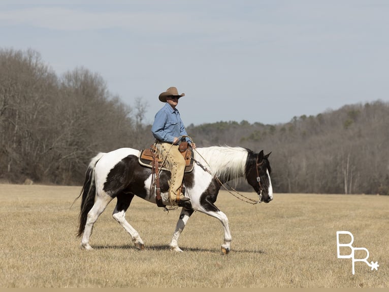 American Quarter Horse Castrone 6 Anni Tobiano-tutti i colori in Mountain Grove MO