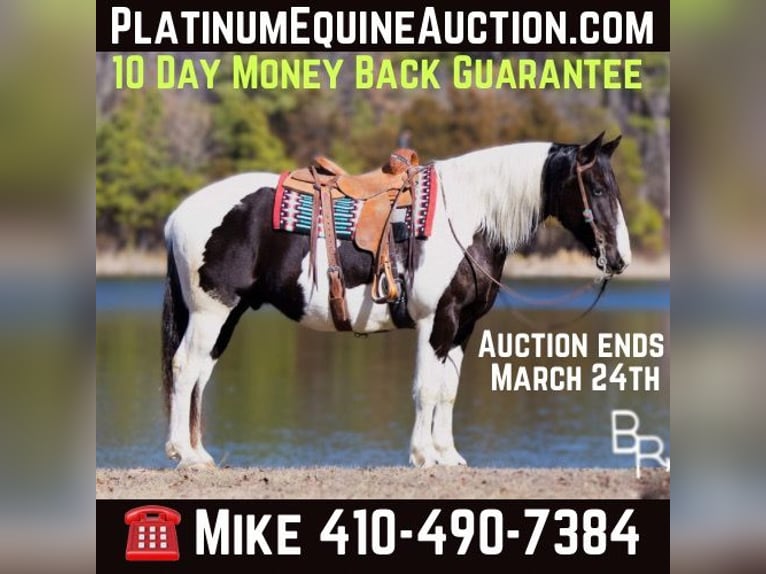 American Quarter Horse Castrone 6 Anni Tobiano-tutti i colori in Mountain Grove MO