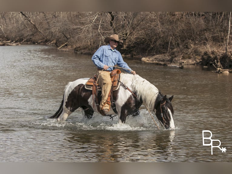 American Quarter Horse Castrone 6 Anni Tobiano-tutti i colori in Mountain Grove MO