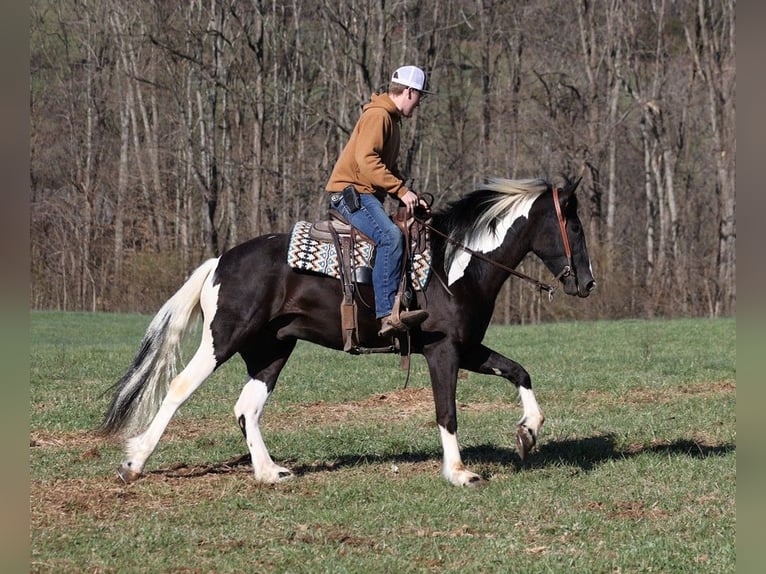 American Quarter Horse Castrone 6 Anni Tobiano-tutti i colori in Parkers Lake, KY