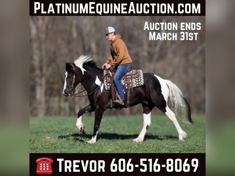 American Quarter Horse Castrone 6 Anni Tobiano-tutti i colori in Parkers Lake, KY