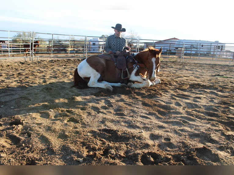 American Quarter Horse Castrone 6 Anni Tobiano-tutti i colori in Congress AZ