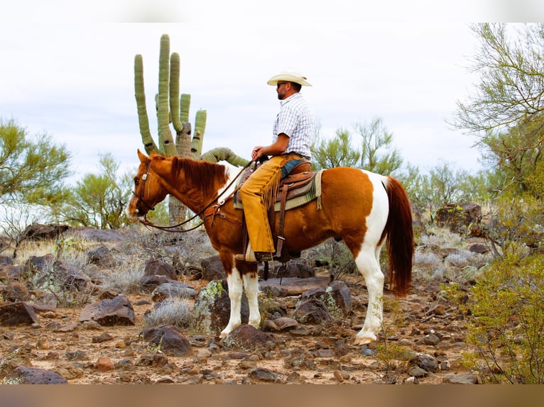 American Quarter Horse Castrone 6 Anni Tobiano-tutti i colori in Congress AZ