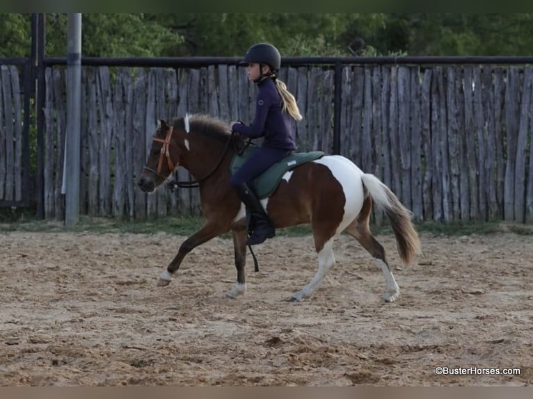 American Quarter Horse Castrone 7 Anni 109 cm Tobiano-tutti i colori in Weatherford TX