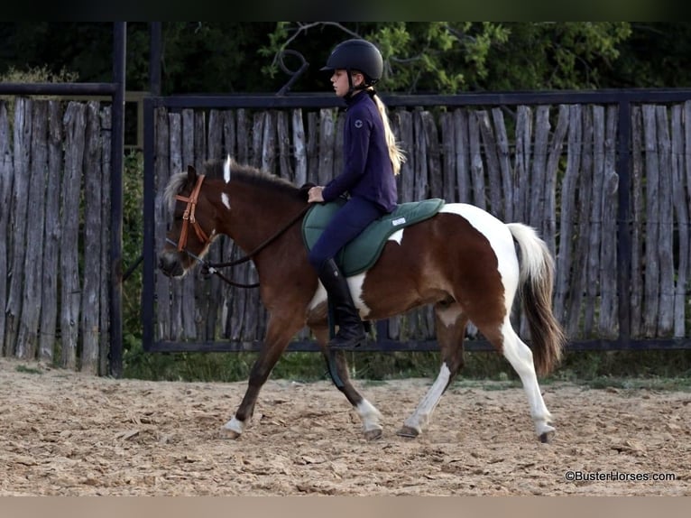 American Quarter Horse Castrone 7 Anni 109 cm Tobiano-tutti i colori in Weatherford TX