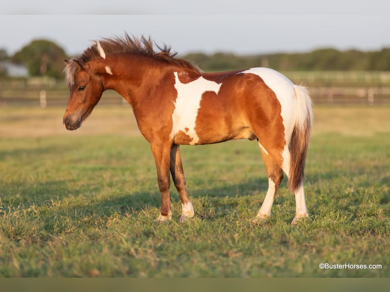 American Quarter Horse Castrone 7 Anni 109 cm Tobiano-tutti i colori in Weatherford TX