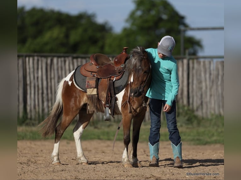 American Quarter Horse Castrone 7 Anni 109 cm Tobiano-tutti i colori in Weatherford TX