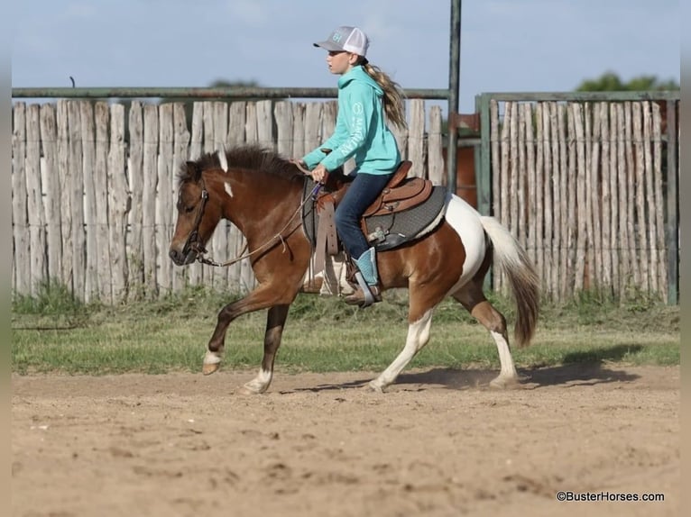 American Quarter Horse Castrone 7 Anni 109 cm Tobiano-tutti i colori in Weatherford TX