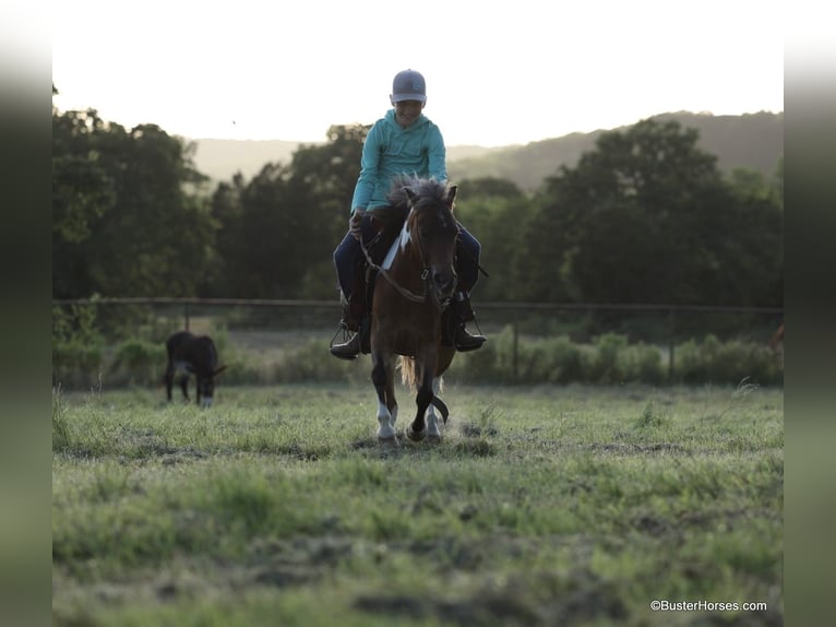 American Quarter Horse Castrone 7 Anni 109 cm Tobiano-tutti i colori in Weatherford TX