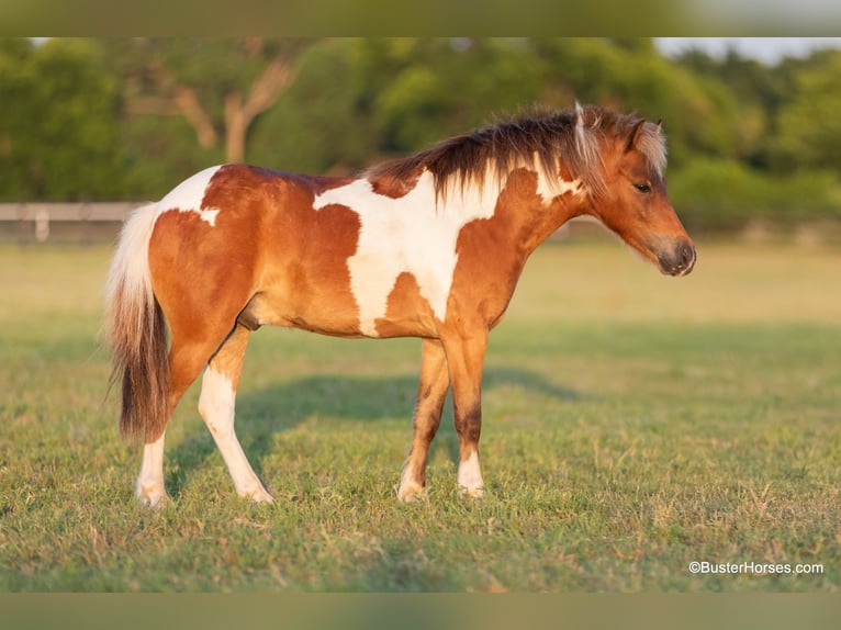 American Quarter Horse Castrone 7 Anni 109 cm Tobiano-tutti i colori in Weatherford TX