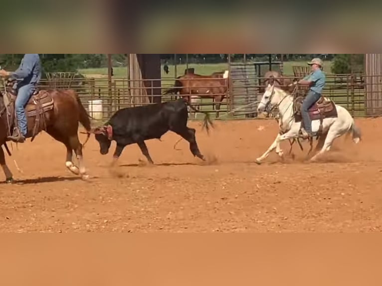 American Quarter Horse Castrone 7 Anni 127 cm Grigio in Gainesville TX