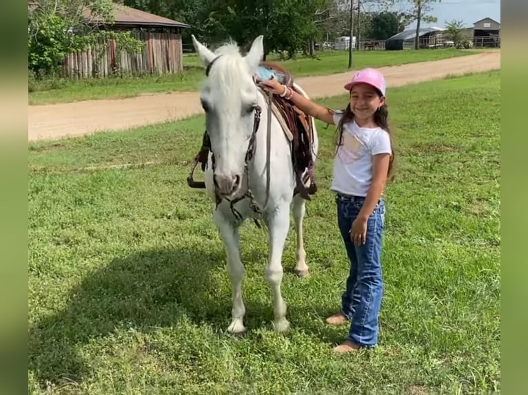 American Quarter Horse Castrone 7 Anni 127 cm Grigio in Gainesville TX