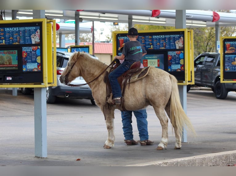 American Quarter Horse Castrone 7 Anni 127 cm Palomino in Stephenville tX