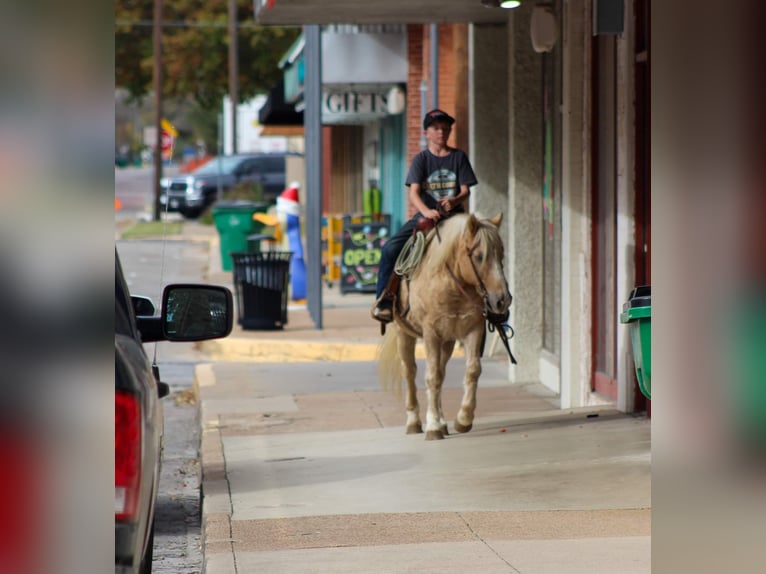 American Quarter Horse Castrone 7 Anni 127 cm Palomino in Stephenville tX