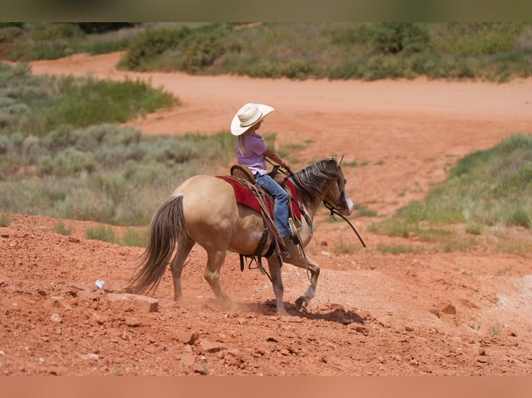 American Quarter Horse Castrone 7 Anni 132 cm Pelle di daino in Canyon TX