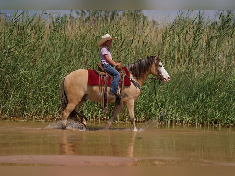 American Quarter Horse Castrone 7 Anni 132 cm Pelle di daino in Canyon TX