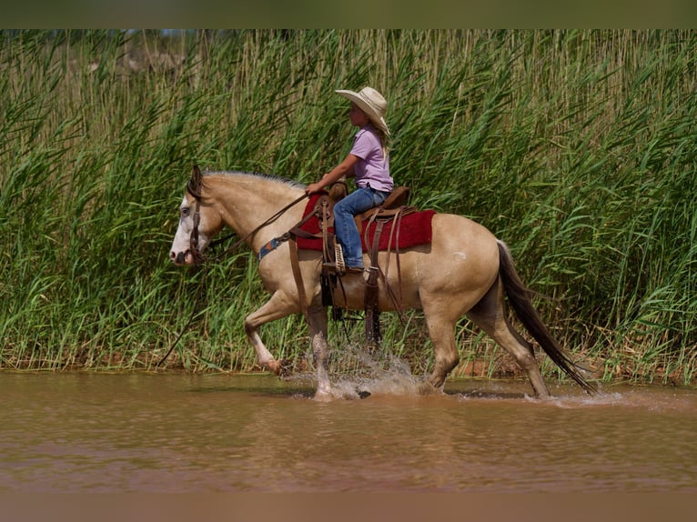 American Quarter Horse Castrone 7 Anni 132 cm Pelle di daino in Canyon TX