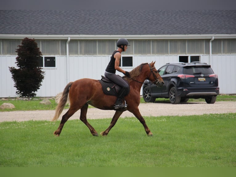 American Quarter Horse Castrone 7 Anni 137 cm Baio in HIGHLAND, MI
