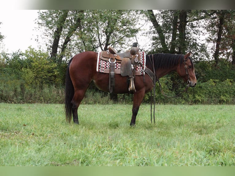 American Quarter Horse Castrone 7 Anni 140 cm Baio ciliegia in North Judson IN