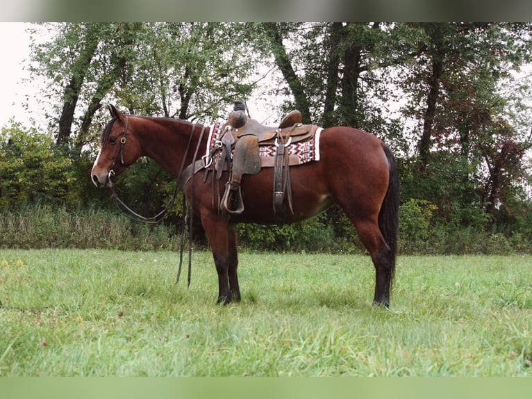 American Quarter Horse Castrone 7 Anni 140 cm Baio ciliegia in North Judson IN