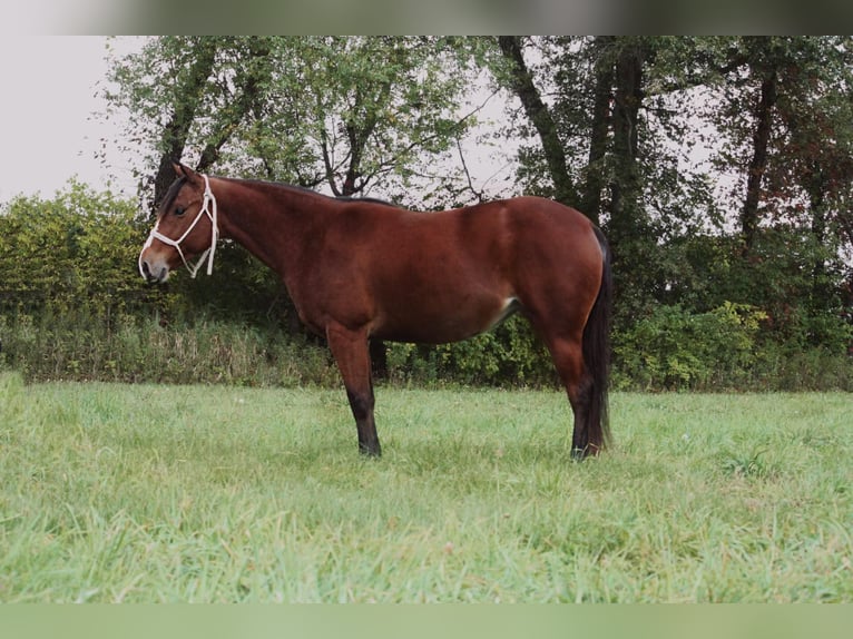 American Quarter Horse Castrone 7 Anni 140 cm Baio ciliegia in North Judson IN