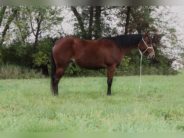 American Quarter Horse Castrone 7 Anni 140 cm Baio ciliegia in North Judson IN