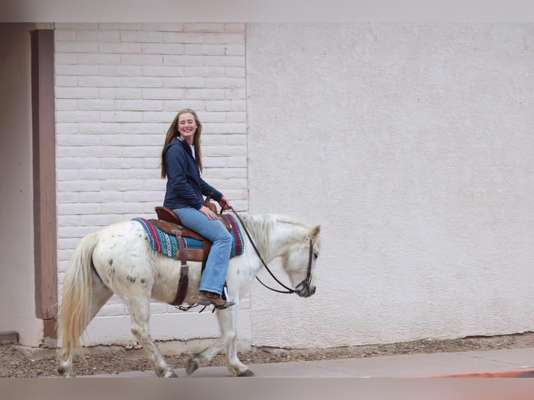 American Quarter Horse Castrone 7 Anni 140 cm Bianco in Camp Verde, AZ