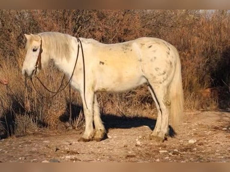 American Quarter Horse Castrone 7 Anni 140 cm Bianco in Camp Verde, AZ