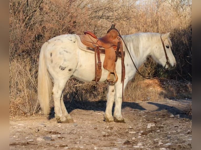 American Quarter Horse Castrone 7 Anni 140 cm Bianco in Camp Verde, AZ