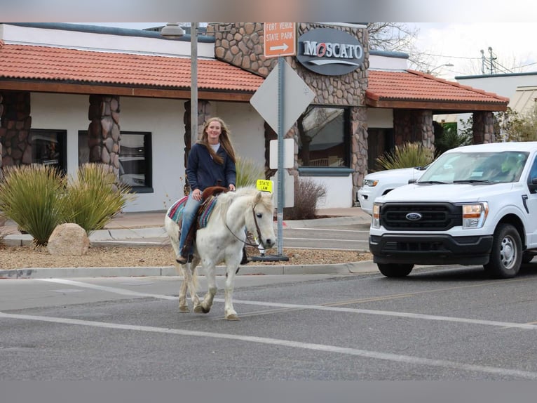 American Quarter Horse Castrone 7 Anni 140 cm Bianco in Camp Verde, AZ