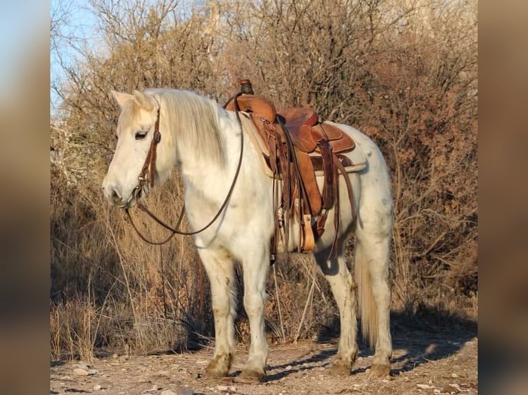 American Quarter Horse Castrone 7 Anni 140 cm Bianco in Camp Verde, AZ