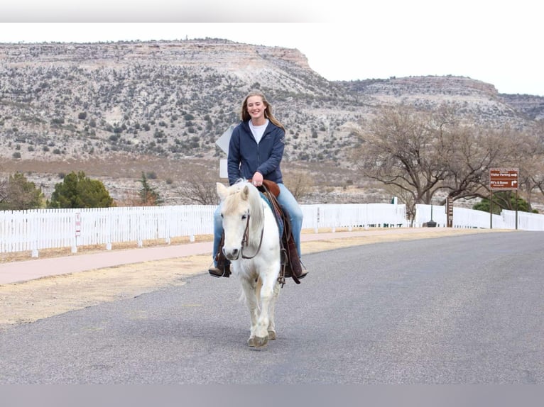 American Quarter Horse Castrone 7 Anni 140 cm Bianco in Camp Verde, AZ