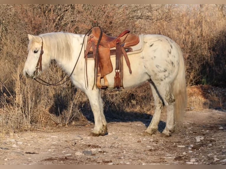 American Quarter Horse Castrone 7 Anni 140 cm Bianco in Camp Verde, AZ