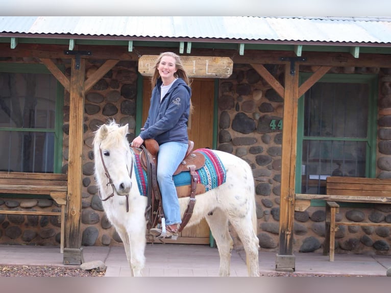 American Quarter Horse Castrone 7 Anni 140 cm Bianco in Camp Verde, AZ