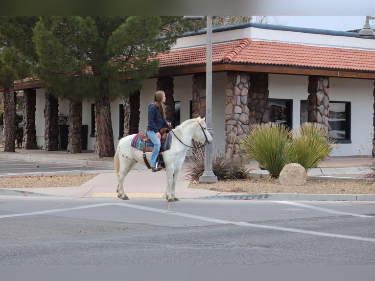 American Quarter Horse Castrone 7 Anni 140 cm Bianco in Camp Verde, AZ