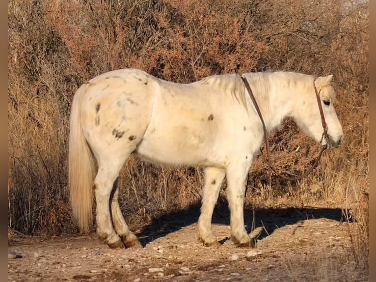 American Quarter Horse Castrone 7 Anni 140 cm Bianco in Camp Verde, AZ