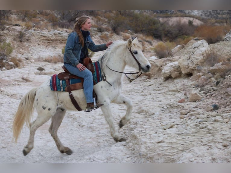 American Quarter Horse Castrone 7 Anni 140 cm Bianco in Camp Verde, AZ