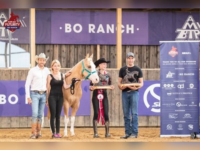American Quarter Horse Castrone 7 Anni 140 cm Palomino in Blainville-sur-Mer