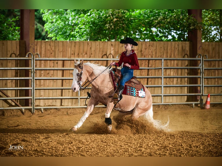 American Quarter Horse Castrone 7 Anni 140 cm Palomino in Blainville-sur-Mer