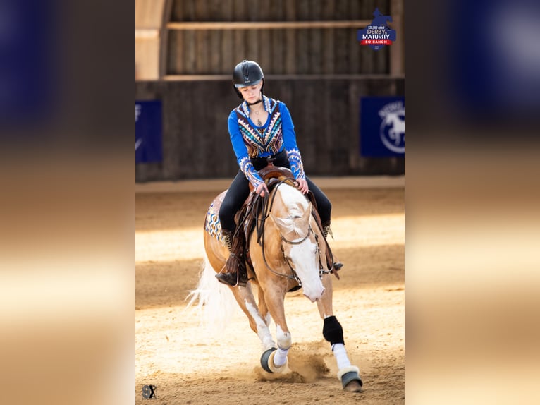American Quarter Horse Castrone 7 Anni 140 cm Palomino in Blainville-sur-Mer