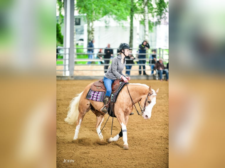 American Quarter Horse Castrone 7 Anni 140 cm Palomino in Blainville-sur-Mer