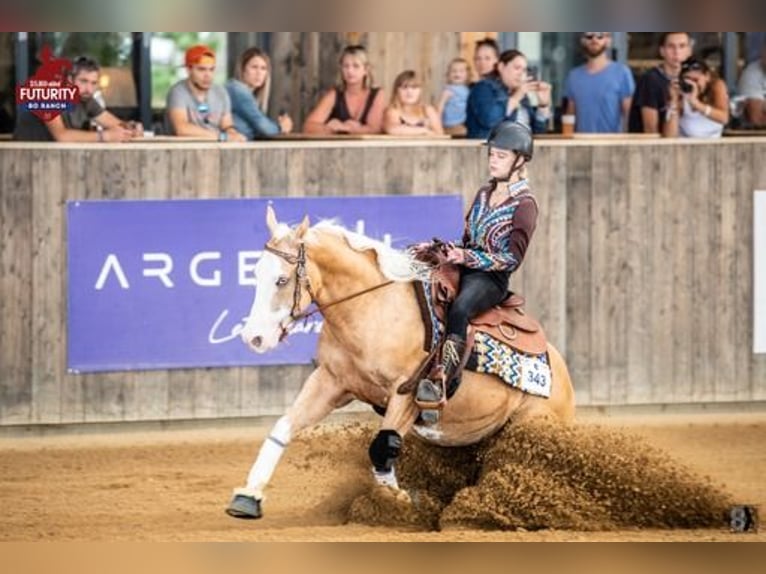 American Quarter Horse Castrone 7 Anni 140 cm Palomino in Blainville-sur-Mer