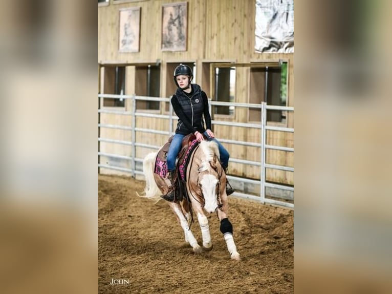 American Quarter Horse Castrone 7 Anni 140 cm Palomino in Blainville-sur-Mer