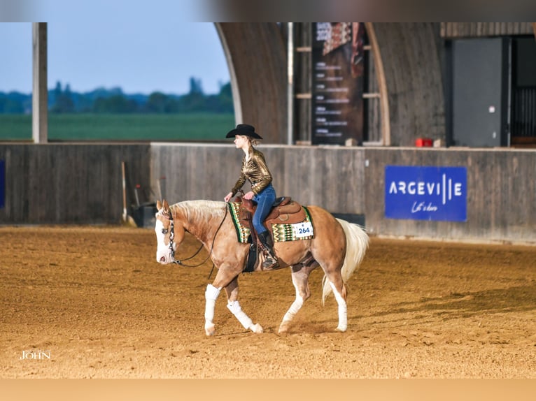 American Quarter Horse Castrone 7 Anni 140 cm Palomino in Blainville-sur-Mer