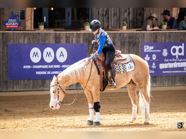American Quarter Horse Castrone 7 Anni 140 cm Palomino in Blainville-sur-Mer