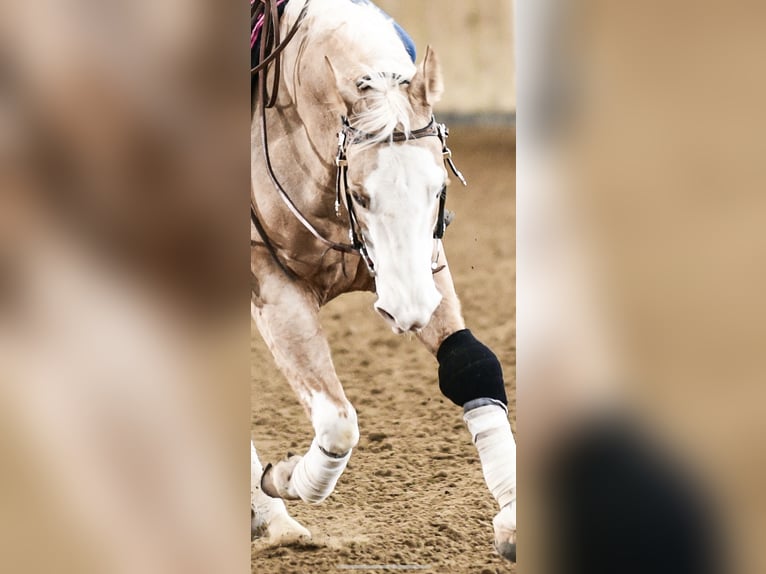 American Quarter Horse Castrone 7 Anni 140 cm Palomino in Blainville-sur-Mer