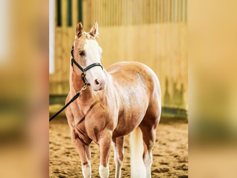 American Quarter Horse Castrone 7 Anni 140 cm Palomino in Blainville-sur-Mer