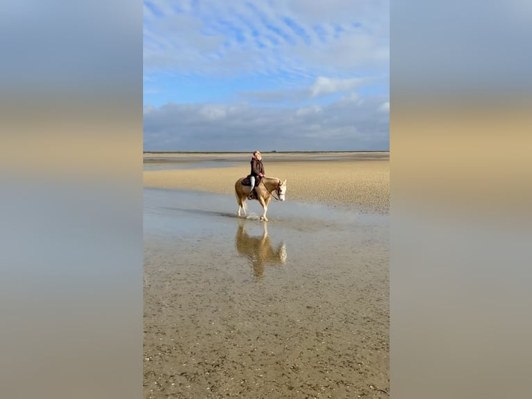 American Quarter Horse Castrone 7 Anni 140 cm Palomino in Blainville-sur-Mer