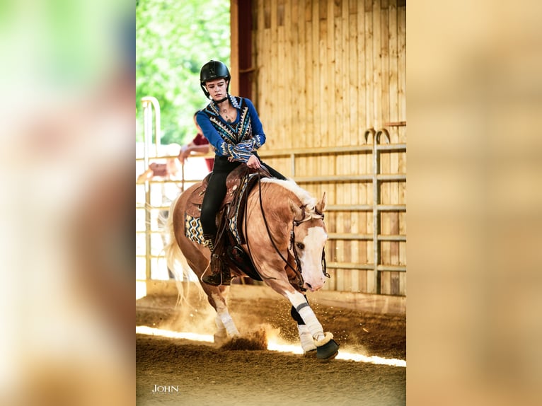 American Quarter Horse Castrone 7 Anni 140 cm Palomino in Blainville-sur-Mer